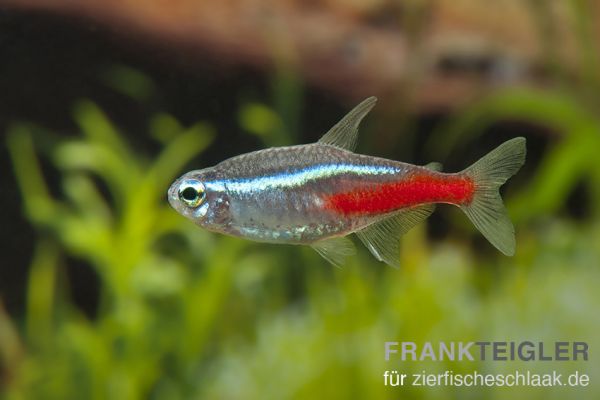 Neon-Salmler - Paracheirodon innesi